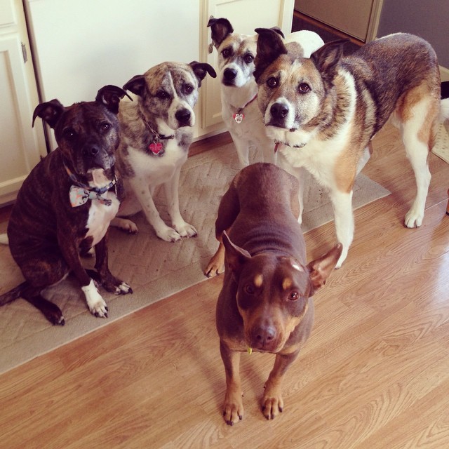 These Mutts Show Us That Amazing Dogs Come In All Shapes And Sizes