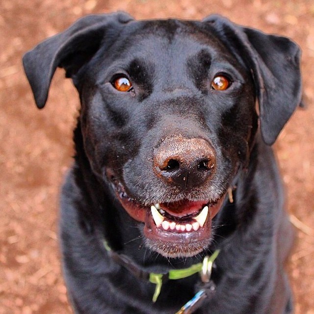 These Mutts Show Us That Amazing Dogs Come In All Shapes And Sizes