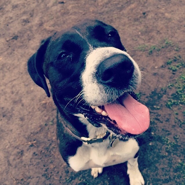 These Mutts Show Us That Amazing Dogs Come In All Shapes And Sizes