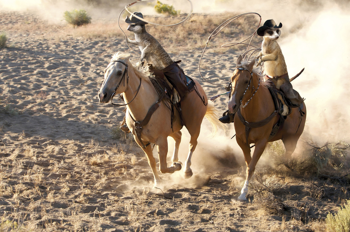 Maverick Meerkats Are The Cowboys Your Granddaddy Was Talking About Photos Huffpost 3930