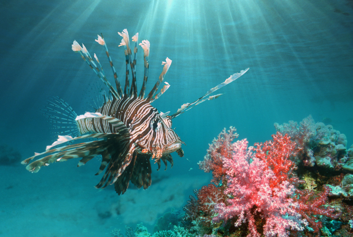 can-you-eat-a-lionfish-catch-and-fillet