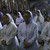 Myanmar Christmas