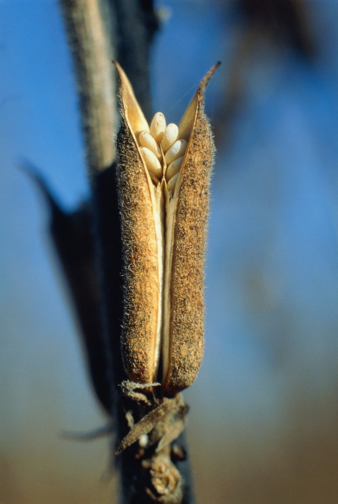 where-do-sesame-seeds-come-from-anyway-huffpost-uk