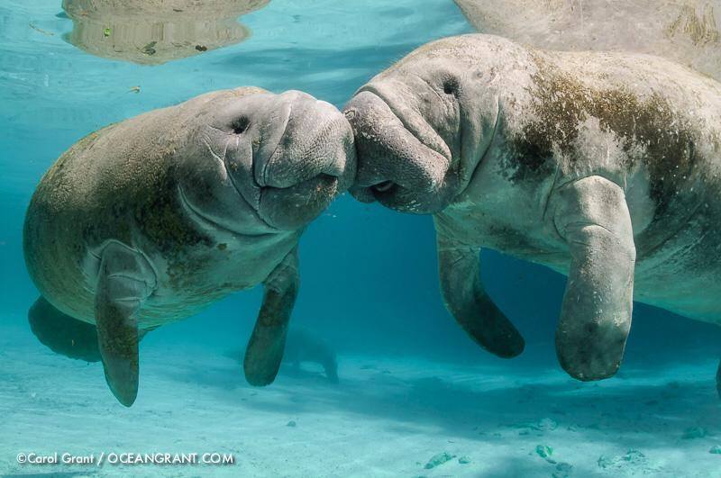 Manatee Party Shuts Down Florida Refuge In The Best Possible Way 