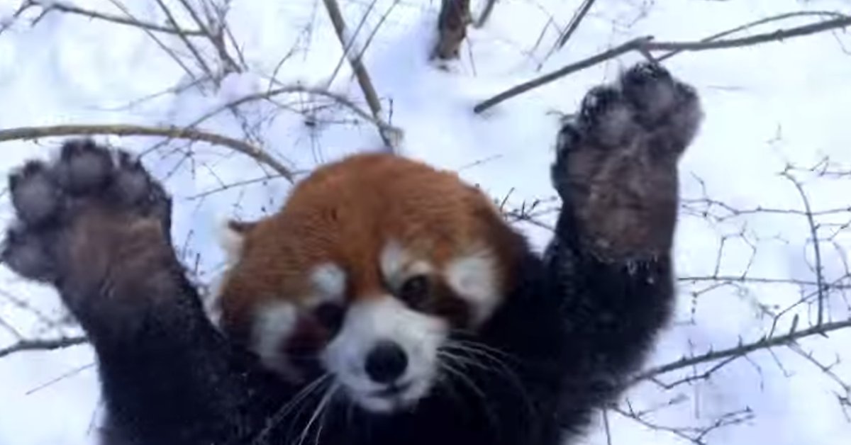 These Red Pandas Playing In The Snow Will Make Your Day HuffPost UK