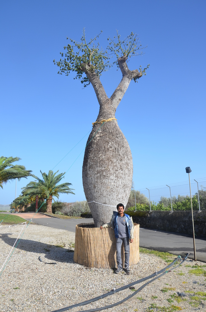 Photos Can We Interest You In This 800 Year Old, Rare Tree For Your