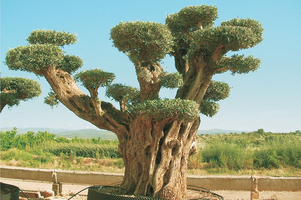 Photos Can We Interest You In This 800 Year Old Rare Tree For Your 