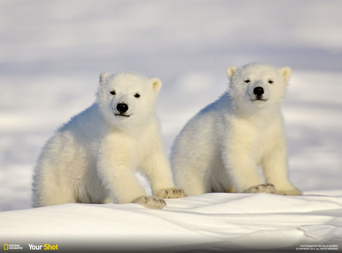 Celebrate International Polar Bear Day With These Stunning Photographs