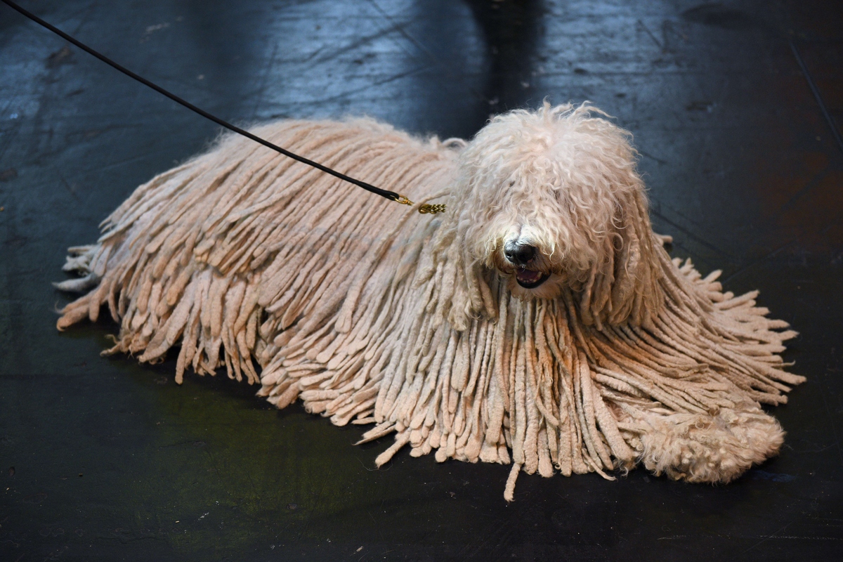 14 Dogs At Crufts That Have Better Hair Than You HuffPost UK