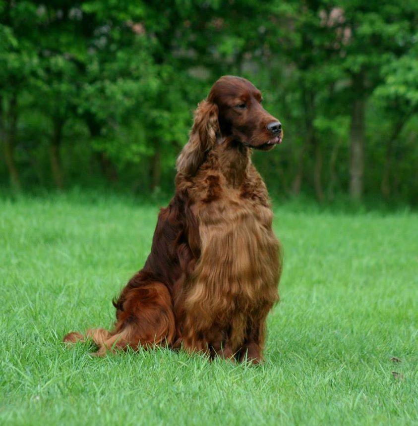 Irish Setter Dog Poisoned | chion irish setter dies from poisoned meat at crufts Irish Setter Dog Poisoned | chion irish setter dies from poisoned meat at crufts
