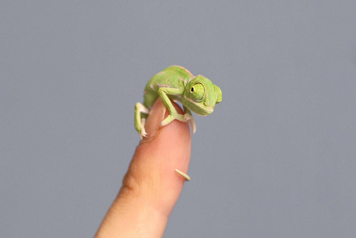 These Baby Chameleons Will Provide Your Daily Dose Of Squee | HuffPost
