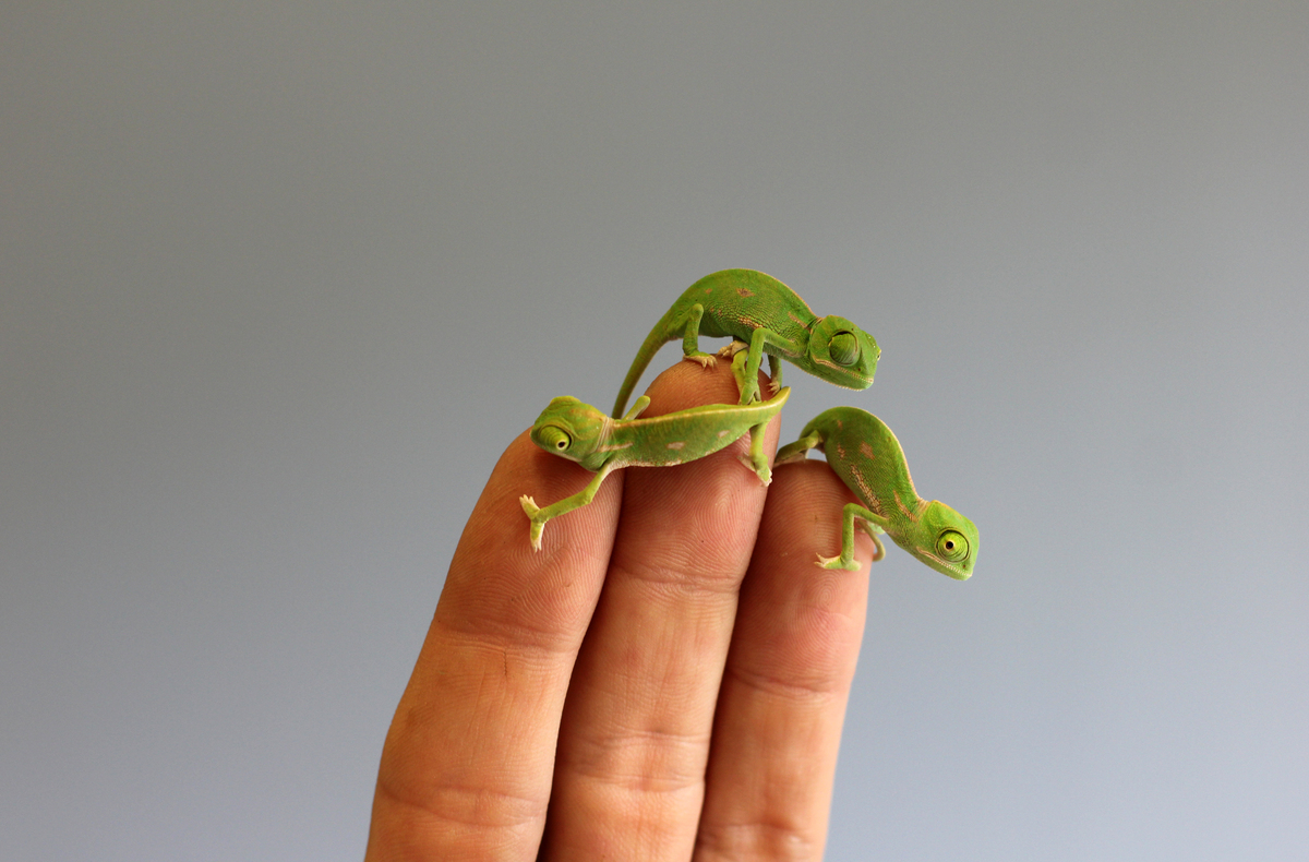 These Baby Chameleons Will Provide Your Daily Dose Of Squee | HuffPost