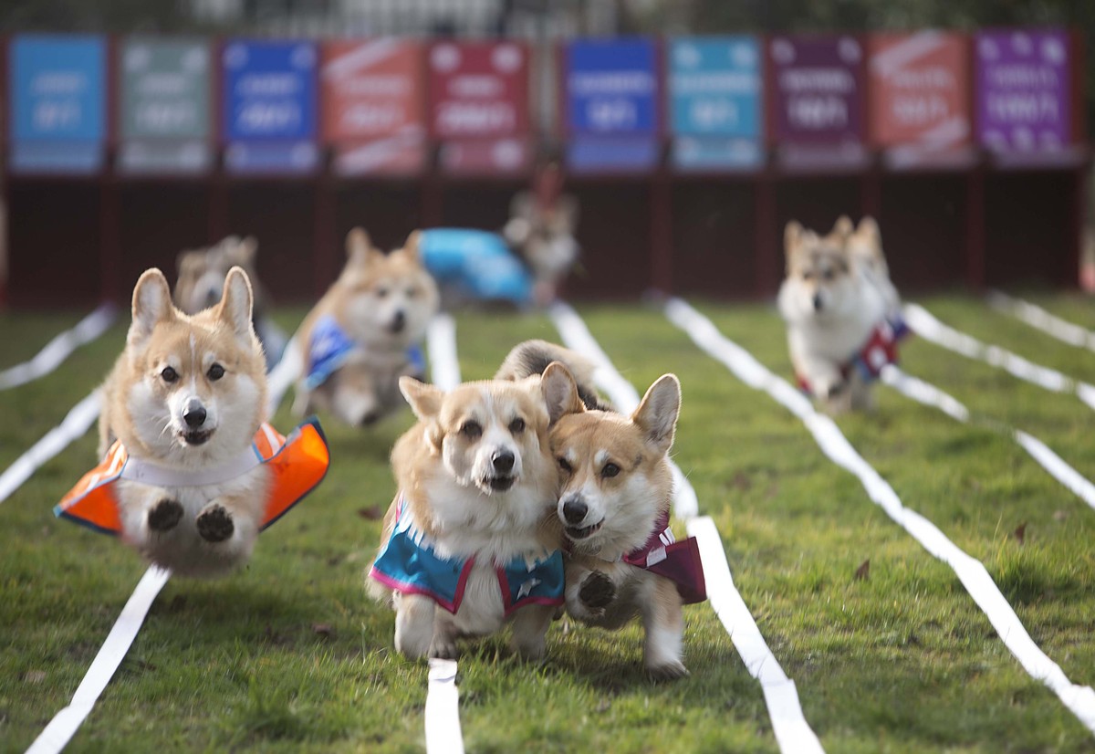 Royal Baby Name Revealed... If These Racing Corgis Have Any Say In The