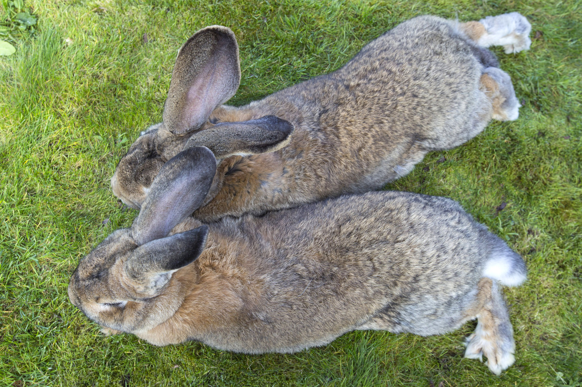 Giant Rabbits Make Excellent Pets, Just Sayin' HuffPost