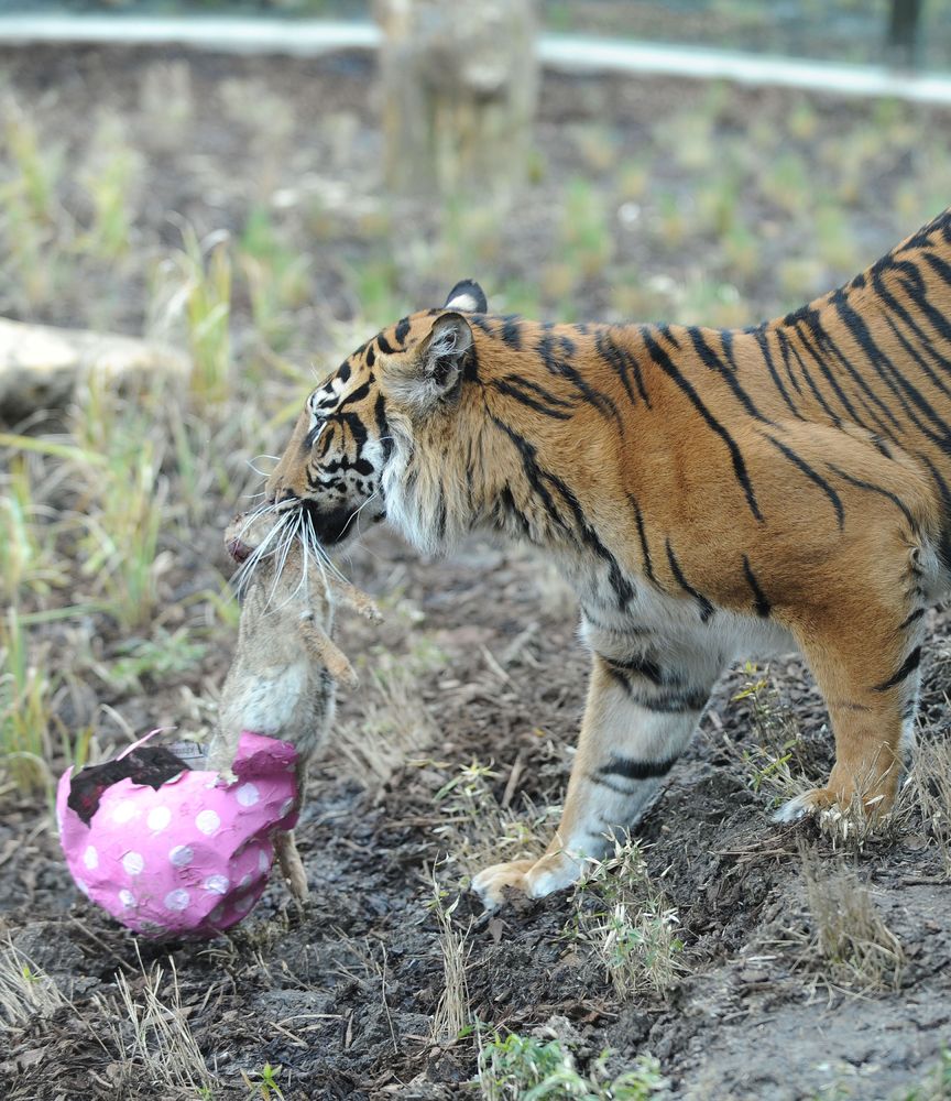 Safari Park Tigers Feast On The Easter Bunny HuffPost UK