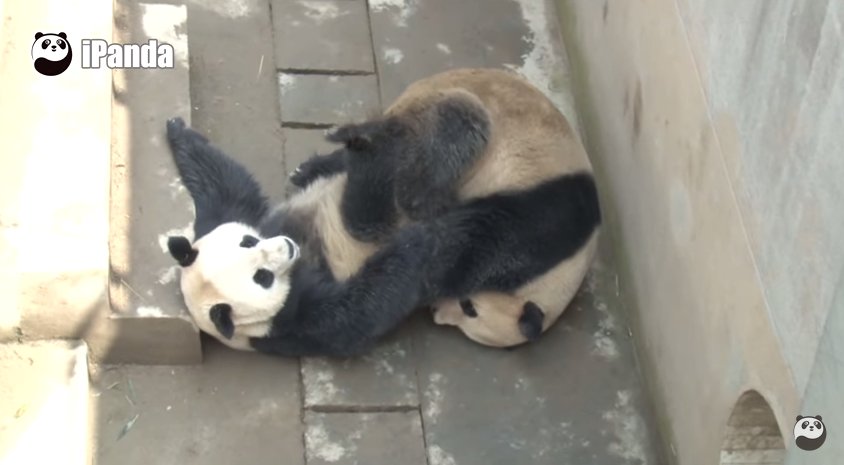 Chinas Sexiest Panda Obliterates Own Record In Latest Sex Romp Huffpost 