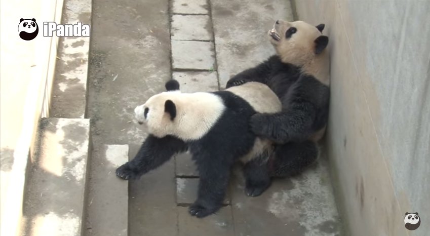 China S Sexiest Panda Obliterates Own Record In Latest Sex