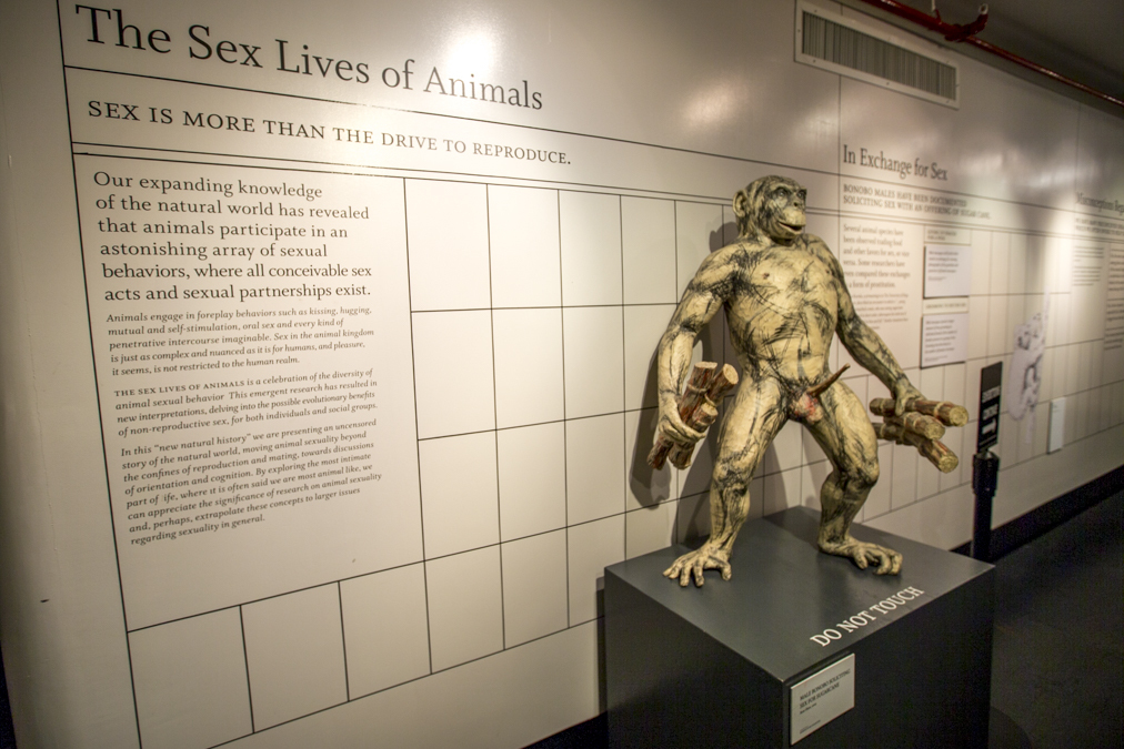 New York S Museum Of Sex Mounts Very Explicit Exhibits