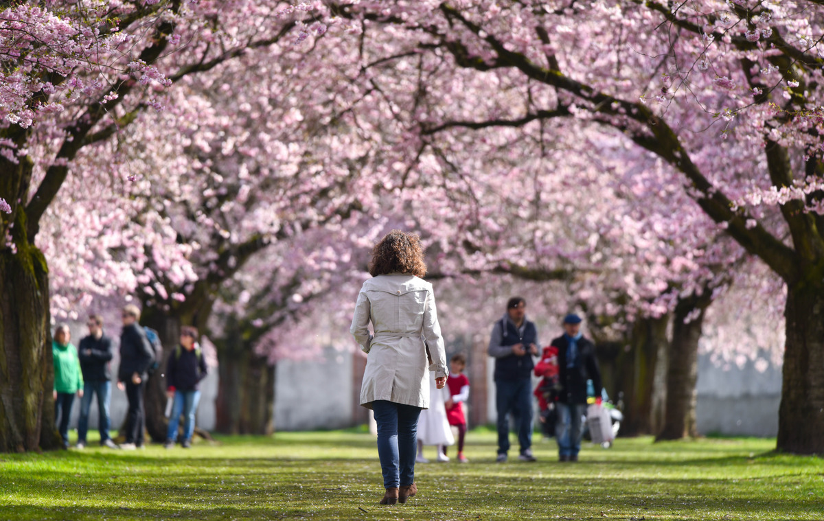 Cherry Blossom Trees Around The World Explode In Spectacular Colour