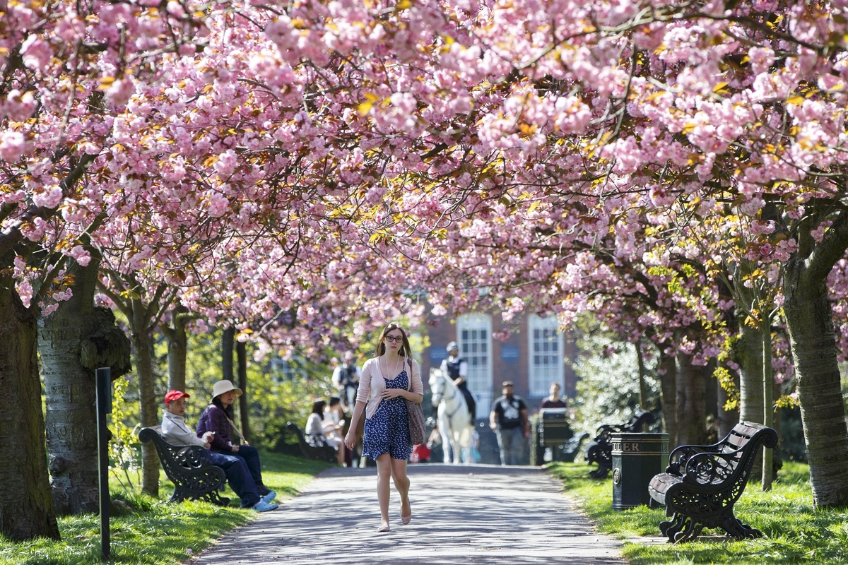 cherry tree 2015 parents guide cherry blossom trees around the world explode in spectacular colour huffpost uk cherry tree 2015 parents guide cherry blossom trees around the world explode in spectacular colour huffpost uk