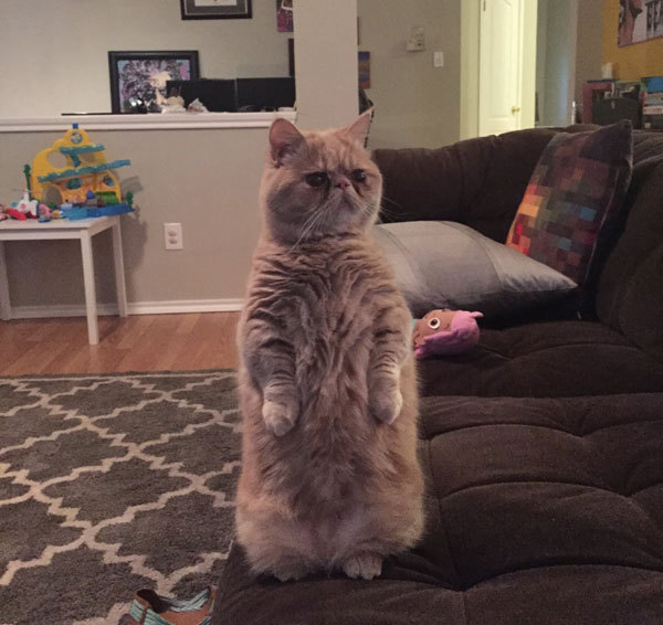 George The Standing Cat Is Your New Favourite Concerned Looking Cat