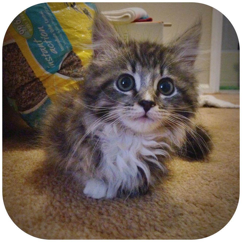 Pancake The Kitten Proves Cats Don't Need 4 Legs To Have A Good Time