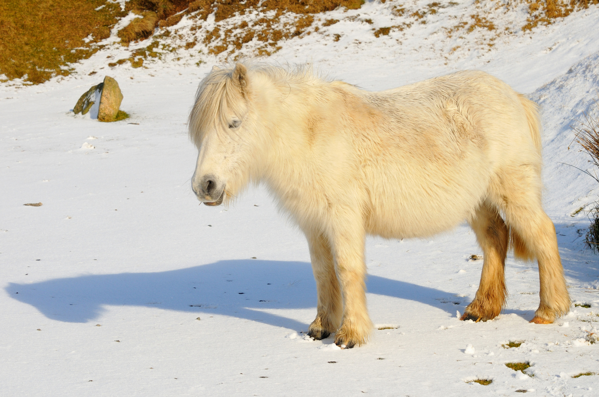 pony teddy bear