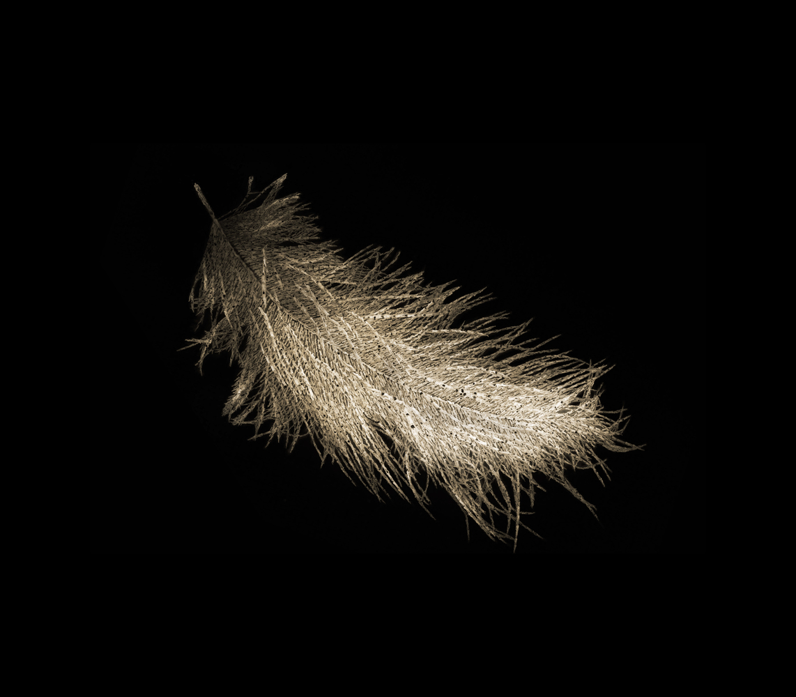 Artist Crafts Delicate Feathers Made From Thousands Of Interwoven Nude