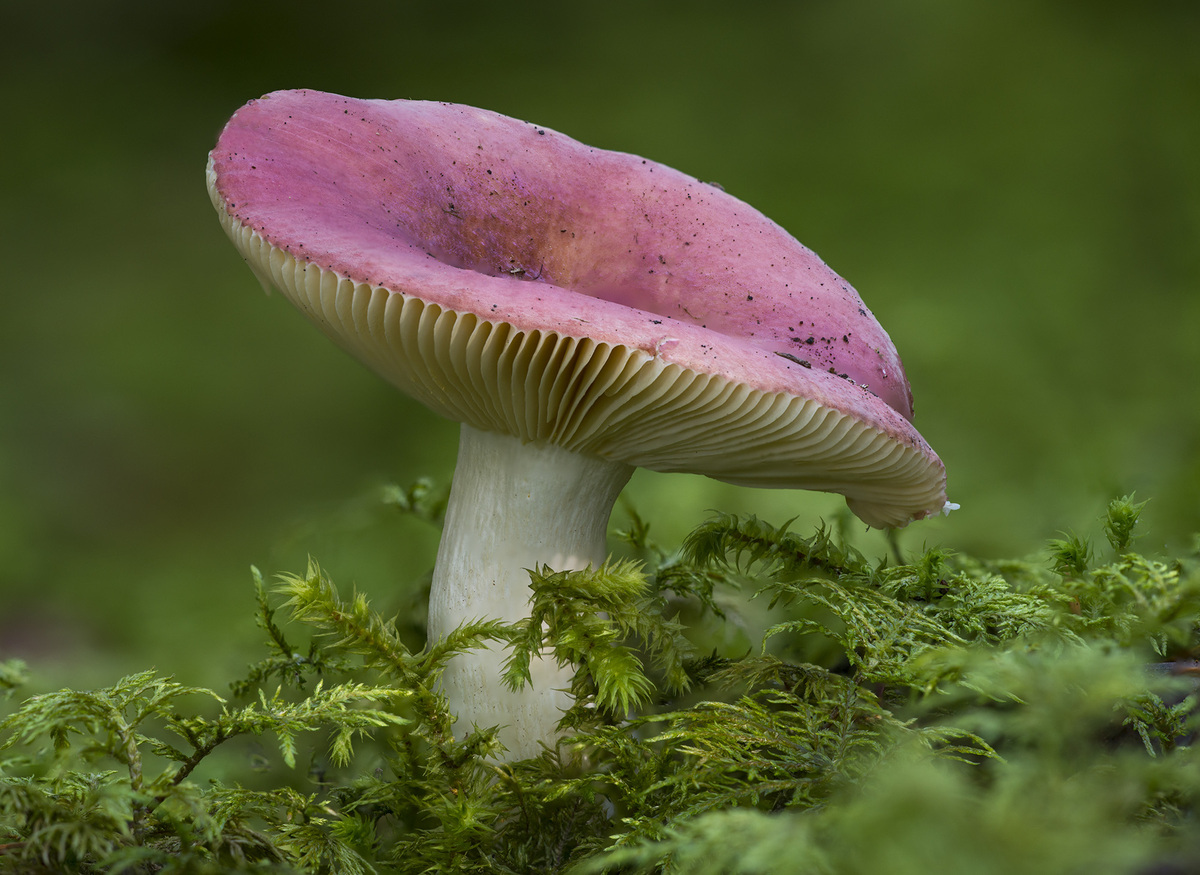 Trip Out On These 11 Crazy Mushrooms Huffpost 