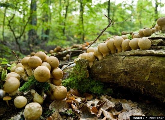 Common Large Psilocybe