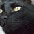 Black cat's gaze