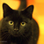 My black cat