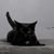 Black Cat