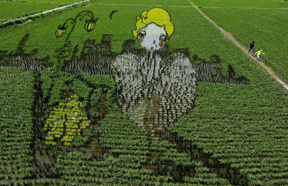 Chinese Farmers Turn Rice Paddies Into Stunning Works Of ...
