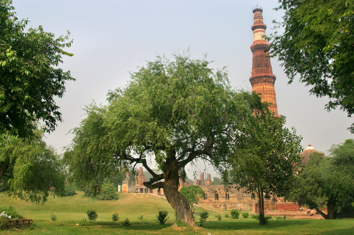 Photos Here Are 22 Of Delhis Most Beautiful Native Trees That Need