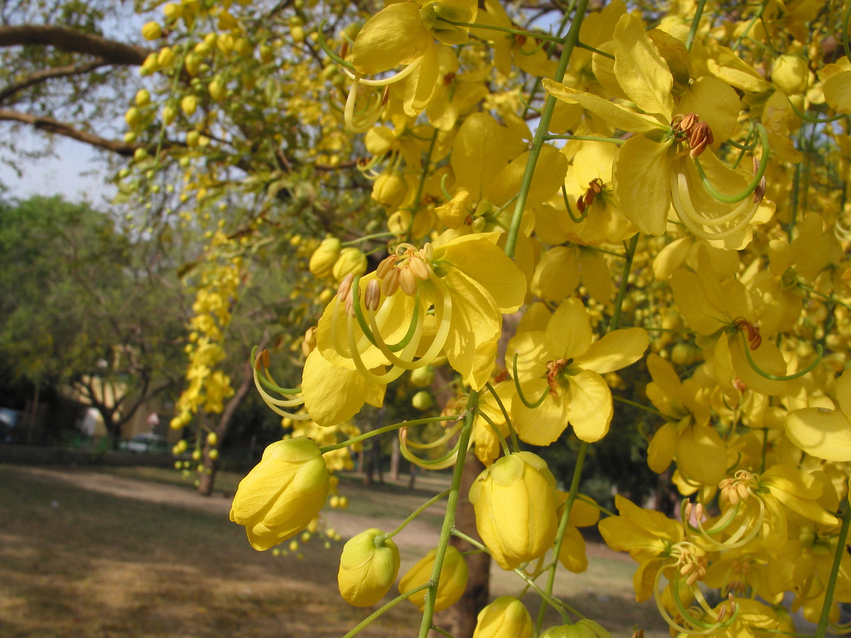 PHOTOS Here Are 22 Of Delhi's Most Beautiful Native Trees That Need