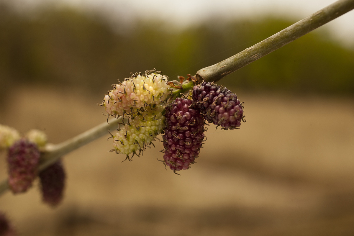 PHOTOS Here Are 22 Of Delhi's Most Beautiful Native Trees That Need Your Help