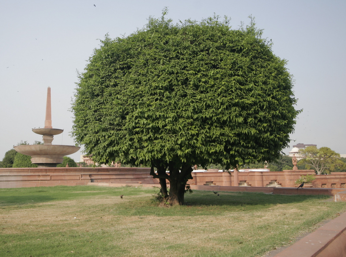 PHOTOS Here Are 22 Of Delhi's Most Beautiful Native Trees That Need