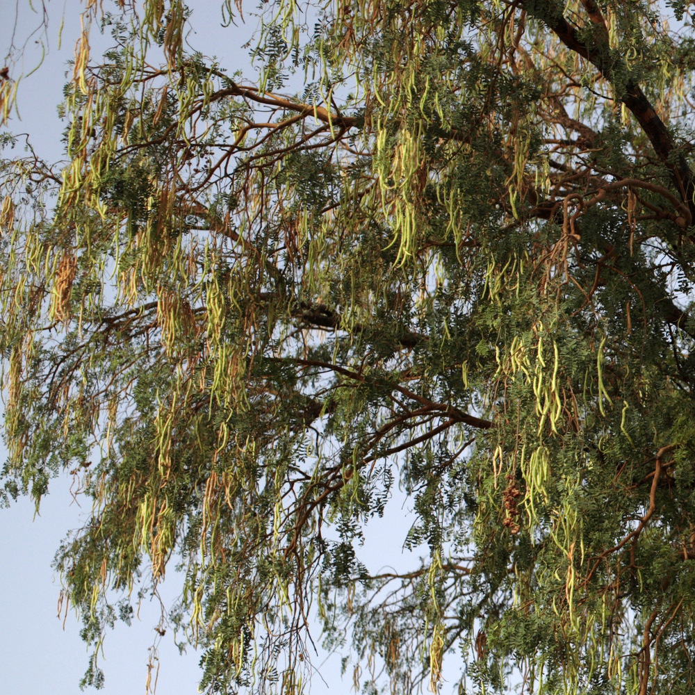 PHOTOS Here Are 22 Of Delhi's Most Beautiful Native Trees That Need Your Help