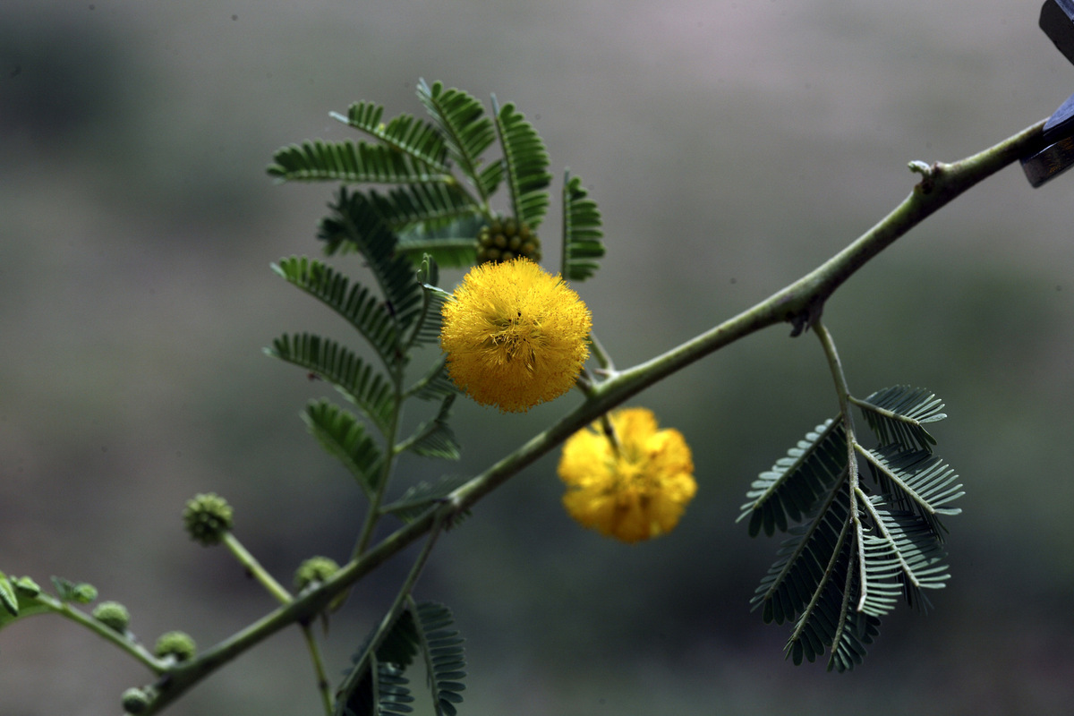PHOTOS Here Are 22 Of Delhi's Most Beautiful Native Trees That Need Your Help