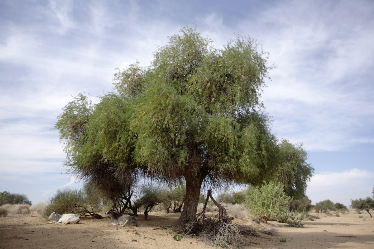 PHOTOS Here Are 22 Of Delhi's Most Beautiful Native Trees That Need Your Help