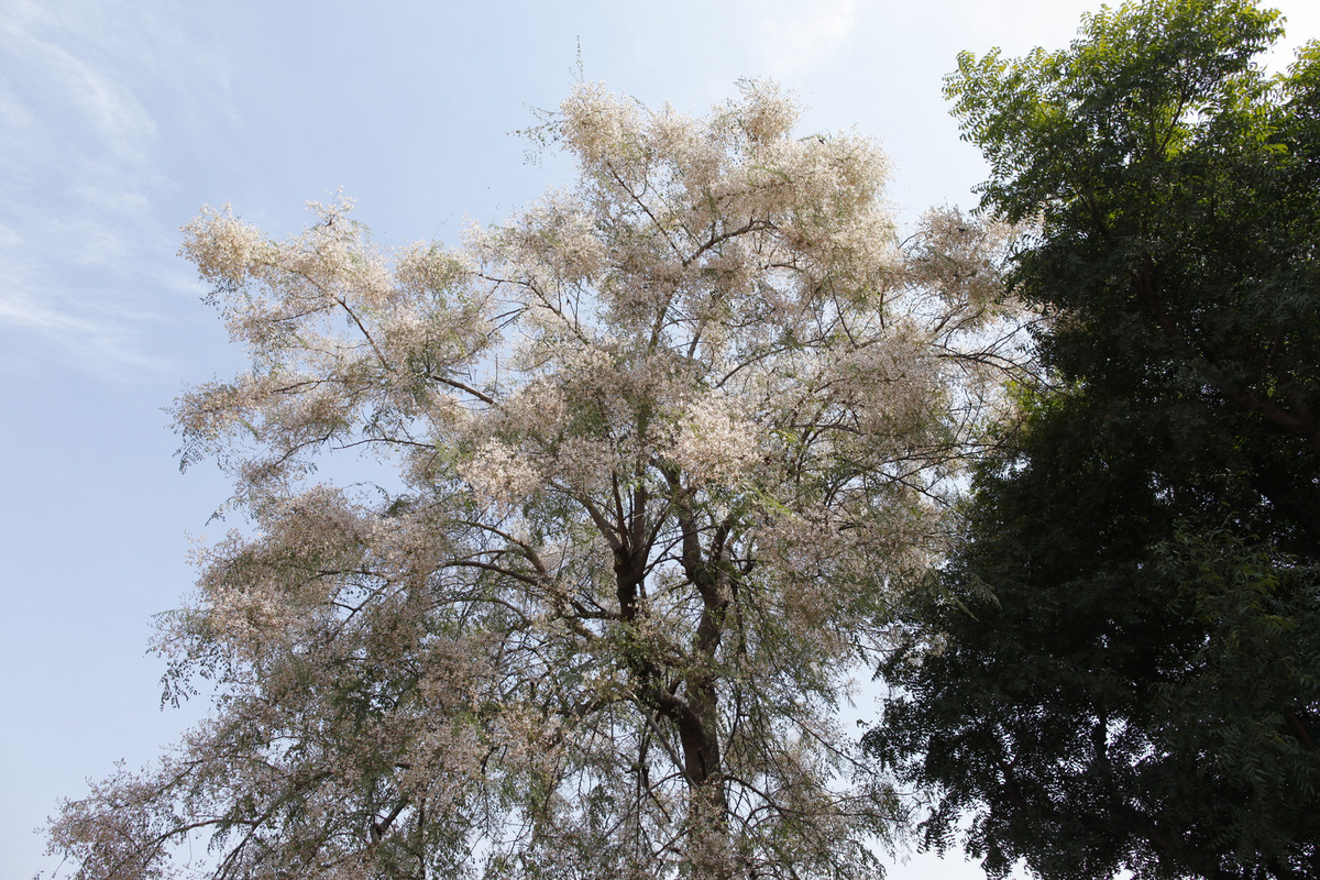PHOTOS Here Are 22 Of Delhi's Most Beautiful Native Trees That Need Your Help