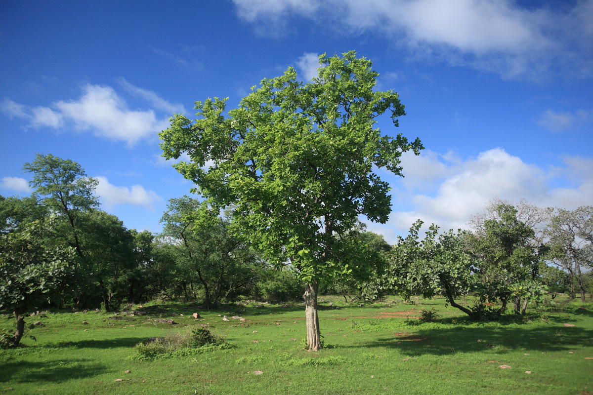 PHOTOS Here Are 22 Of Delhi's Most Beautiful Native Trees That Need