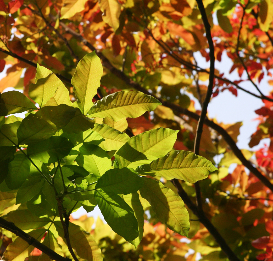 PHOTOS Here Are 22 Of Delhi's Most Beautiful Native Trees That Need Your Help