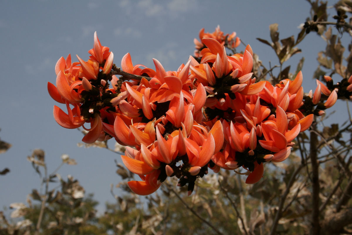 PHOTOS Here Are 22 Of Delhi's Most Beautiful Native Trees That Need
