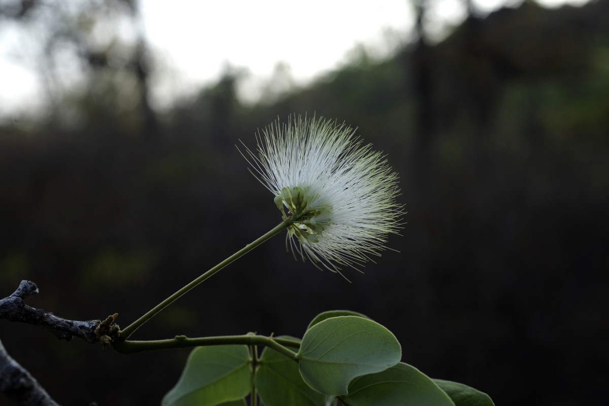 PHOTOS Here Are 22 Of Delhi's Most Beautiful Native Trees That Need Your Help