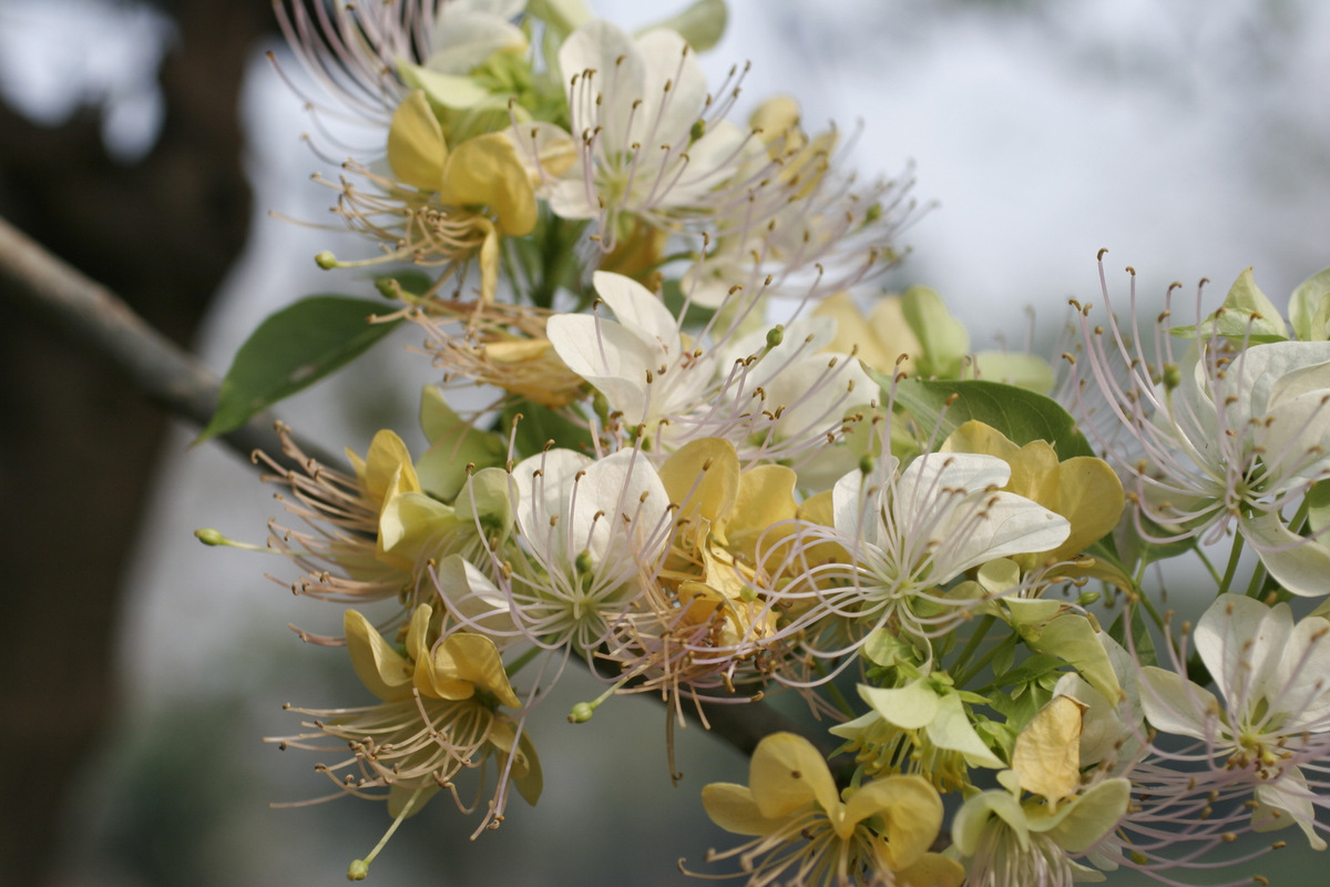 PHOTOS Here Are 22 Of Delhi's Most Beautiful Native Trees That Need Your Help