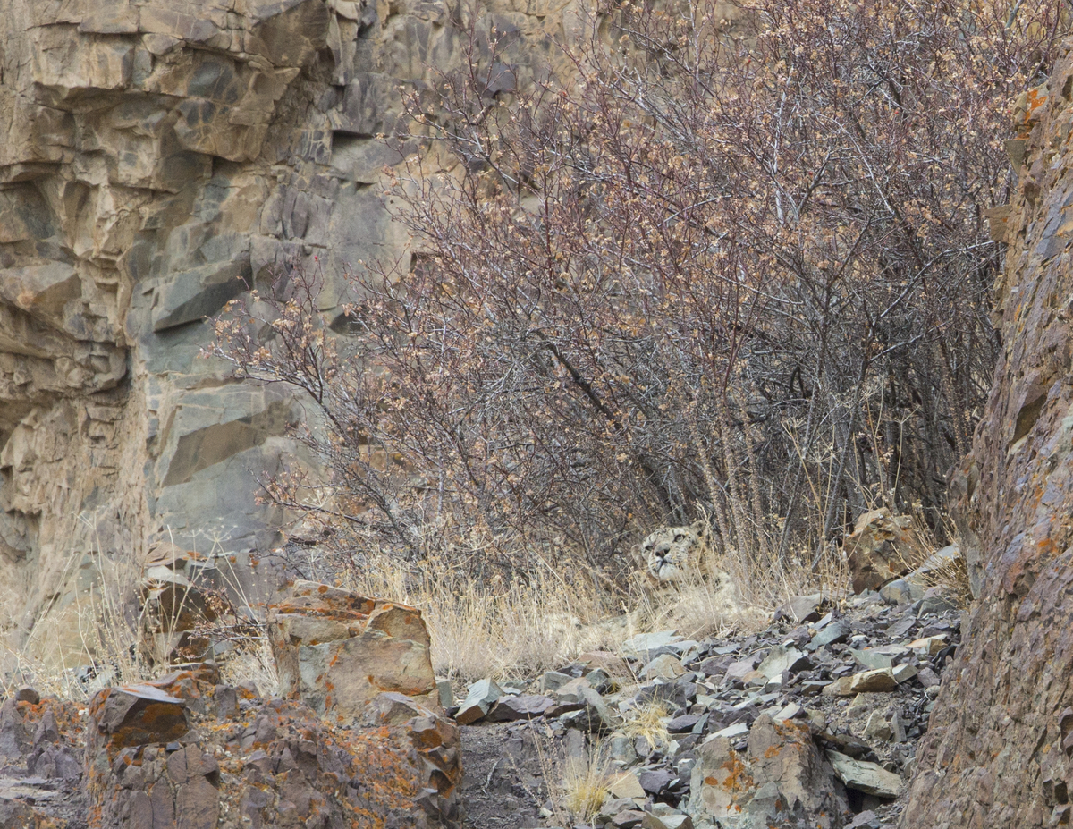 Spot The Snow Leopard: Incredible Pictures Show Camouflaged Cat