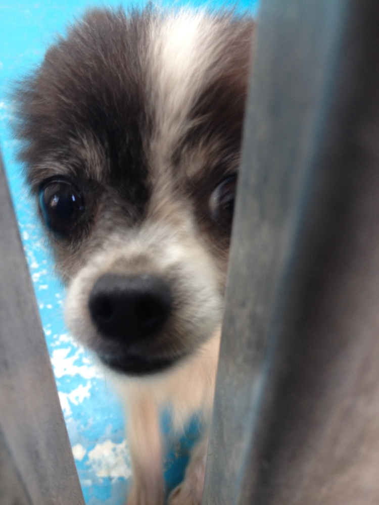 BC SPCA Seizes 57 Neglected Animals From Surrey, B.C. Home BC SPCA Seizes 57 Neglected Animals From Surrey, B.C. Home