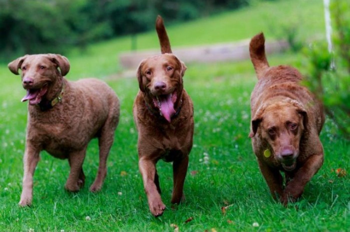 The World's Most Athletic Dog Breeds The Active Times